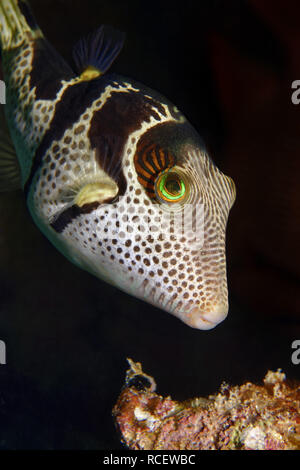 Schwarz - gesattelt Toby-canthigaster Valentini Stockfoto