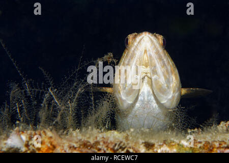 Lizardfish - Synodus sp. Stockfoto