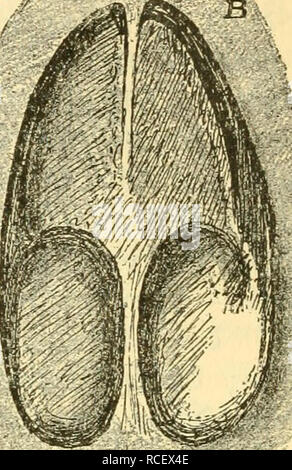 . Die Säugetiere Deutschlands: ihr Bau, ihre Lebensweise und ihre wirtschaftliche Bedeutung. Säugetiere. 'Es'^*. Bitte beachten Sie, dass diese Bilder sind von der gescannten Seite Bilder, die digital für die Lesbarkeit verbessert haben mögen - Färbung und Aussehen dieser Abbildungen können nicht perfekt dem Original ähneln. extrahiert. Hennings, Curt, 1873 -. Leipzig: Quelle &Amp; Meyer Stockfoto