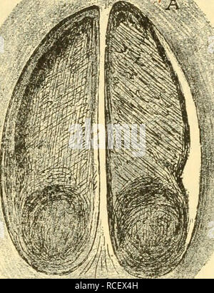 . Die Säugetiere Deutschlands: ihr Bau, ihre Lebensweise und ihre wirtschaftliche Bedeutung. Säugetiere. 138 Sed^ flcs Kapitel. fdilüpfrig Ju crljaltert. - Sterben Sporn unferer^ aus {: | ufttcrc lüoBjl Gedenkbuch befonberes bietet 3 "tereffe,^ ag, eqen voixb es bem Statur*. Bitte beachten Sie, dass diese Bilder sind von der gescannten Seite Bilder, die digital für die Lesbarkeit verbessert haben mögen - Färbung und Aussehen dieser Abbildungen können nicht perfekt dem Original ähneln. extrahiert. Hennings, Curt, 1873 -. Leipzig: Quelle &Amp; Meyer Stockfoto