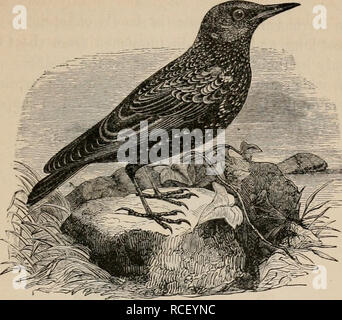 . Elemente der zoölogy: ein Lehrbuch. Zoologie. FASSERES: KRÄHEN, etc. Abb. 191. 163. Europäischen Starling, Sturnus vulgaris. besonders in denen des Maryland Gelb - Hals, mehrere Fliegenfänger, der Blue-bird, Chipping Sparrow, Golden gekrönte Soor. Das Ei ist blass grau-blau, bestreut mit Umbra - braune Punkte und kurze Streifen; und es ist eine bemerkenswerte Tatsache, dass es Luken, bevor die Eier des Vogel in deren Nest gelegt wird. Kaum ist die junge Kuh - Vogel geschlüpft, als die Pflegeeltern fliegen Essen für Sie zu erhalten, und damit ihre eigenen Eier umkommen, und sind aus dem Nest geworfen. Th Stockfoto