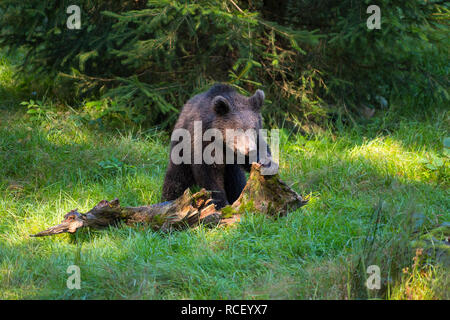 Europäischen Braunbären, Ursus arctos, Cub Stockfoto