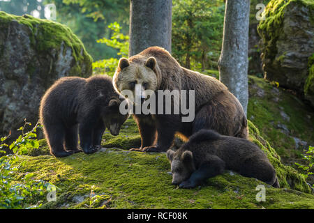 Europäischen Braunbären, Ursus arctos, Weibchen mit Jungtieren Stockfoto