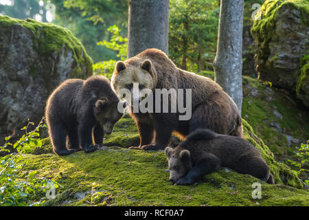 Europäischen Braunbären, Ursus arctos, Weibchen mit Jungtieren Stockfoto