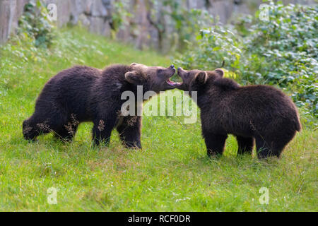 Europäischen Braunbären, Ursus arctos, zwei Jungen kämpfen Stockfoto