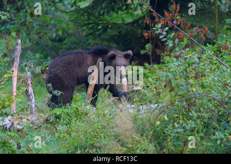 Braunbär, Ursus arctos, cub Stockfoto