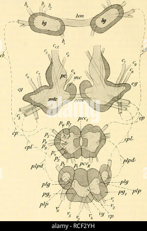 . Sterben, Weinbergschnecke Helix pomatia L.. Schnecken; Helix pomatia. 28K&lt; h Li. pty Py^ rlP Abb. 17. Schematisches gesamten Rekonslruktionsbild des Zentral-Nervensystems von Helix pomatia. (In Anlehnung einer Böhmig, 1883.) In der Ansicht von oben und hinten. Sterben Ganglienzellenschicht ist dunkel, sterben Punkt-Substanz heller gehalten, bcm Buccalkommissur, bg Buccalganglien, cb Bukkale - konnektive, ccm Cerebralkommissur, cg Cerebralganglien, cp Cerebropedalkonneküv, CPL, mc Cerebropleuralkonnektiv Metacerebrum Mesocerebrum, Mtc, pc Protocerebrum, pcci, n Sterben der Pedalkommissuren Pedalganglien, pg Pari Stockfoto