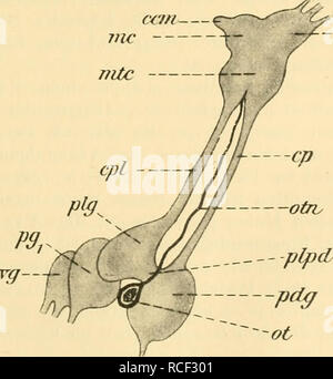 . Sterben, Weinbergschnecke Helix pomatia L.. Schnecken; Helix pomatia. Abb. 15. Schlundring von Helix pomatia mit der umschließenden Bindegewebs-Hülle in der Ansicht von oben und hinten, c Konnektive zwischen oberer und unterer Ganglienmasse, cg Cerebralganglien, Pdg Pedalganglien, vg Eingeweide-Ganglien. Weg nimmt. Nur ein einziges Ganglienpaar Balatonfüred außerhalb dieses Schlund-Ringe, der im Übrigen die gesamten nervösen Zentren enthält; es Sindh Buccalganglien stirbt sterben, sterben weiter nach vorn auf der Unterseite der ccm&lt;. Abb. 16. (Zentralnervensystem von Helix aspersa) in rechter Seilenansicht, ( Stockfoto