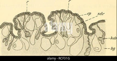 . Sterben, Weinbergschnecke Helix pomatia L.. Schnecken; Helix pomatia. 6 zwei Arten unterscheiden, die zwar ihrer chemischen Unabhängigkeit / im wesentlichen übereinstimmen, insofern sie beide mucinartige Körper darstellen, ihrem äußeren Aussehen / aber beträchtlich voneinander abweichen. Und zwar der Mantelrand sondert ein weißlich aussehendes, schnelle rahmartiges Sekret ab, das ausgezeichnet ist-durch-Gehalt einer reichlichen kohlensaurem und wohl auch phosphorsaurem Kalk, 5/6 der Fuß einen farblosen oder höchstens schwach gelblich gefärbten, Hölle glasigen Schleim abscheidet. In der Epide Stockfoto
