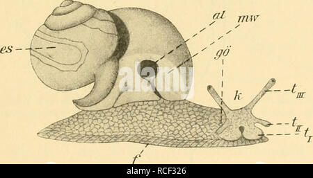 . Sterben, Weinbergschnecke Helix pomatia L.. Schnecken; Helix pomatia. 1. Kapitel Äußere Organisatioiisverkältiiisse (Ausführung einer Präparation) Eine dem Körper einer kriechenden, Schnecke lassen sich leicht drei Regionen voneinander scheiden: Kopf, Fuß und Eingeweidesack. Der Kopf (Abb. l, k) stellt den vorderen, rundlich gestalteten Körperabschnitt dar; in thunfischwadenfänger Mittellinie Balatonfüred vorn und unten sterben Mundöffnung, er ist ferner der Träger der Sinnesorgane, der Tentakel. Das vorderste Paar derselben umgibt als Lippententakel seitlich sterben Mundöffnung (Tj), zweites (Tn) und. Abb. 1. Rechte Seitenansich Stockfoto
