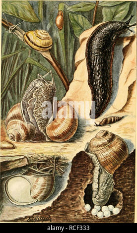 . Sterben, Weinbergschnecke Helix pomatia L.. Schnecken; Helix pomatia. In der Mitte links: Weinbergschneckenpaar im Liebesspiel Unten rechts: Weinbergschnecke beim Eierlegen Unten links: Weinbergschnecke in der Winterruhe Ihr Browser kann leider keine eingebetteten Frames anzeigen Links: Hain-Bänderschnecke {Tachea nemoralis L.) In der Mitte rechts: Schließmundschnecke (Clausula ventricosaDra. y&gt;.) Ihr Browser kann leider keine eingebetteten Frames in der Mitte: Bernsteinschnecke (Succinea putris L.) Oben rechts: Nacktschnecke (Arion empiricorum Fer.) Meisenheimer, Weinbergschnecke. Verlag von Dr. Werner Klinkhardt in Leipzig.. Bitte beachten Sie, dass diese Bilder aus gescannten Seite ima extrahiert werden Stockfoto