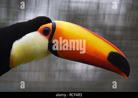 Foto von in Gefangenschaft gehaltenen Toco Toucan's Kopf Stockfoto