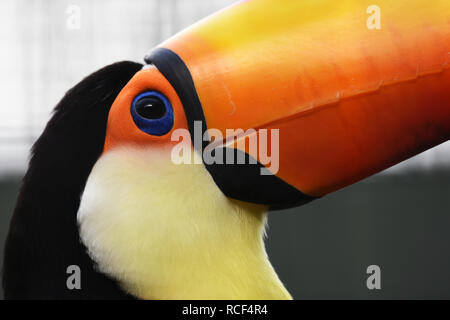 Foto von in Gefangenschaft gehaltenen Toco Toucan's Kopf Stockfoto