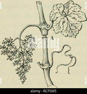 . Die Veredelungen und ihre Anwendung für die verschiedenen Bäume und Sträucher: theoretische und pratische Belehrungen über das Ablaktieren, Pfropfen und OKULIEREN, u.s.w., sowie über die Anzucht und Veremhrung der holzigen, im Freien aushaltenden Gewächse, mit einem Anhang, Winke zur rationellen Obstkultur, einem Verzeichnis der für die verschiedenen Baumformen geeignetsten Obstsorten und 1963 nach Monaten geordneten Führer für den Gärtner, Baumzüchter und Liebhaber. Pfropfung; Beschneidung; Obst - Kultur. 364 Allgemeine Grundsätze des Baumschnitts. versichert ist, klasse sterben nicht von überflüssigen Stockfoto