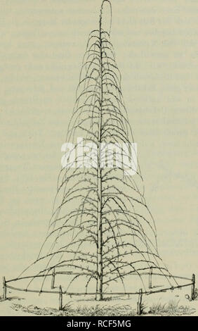 . Die Veredelungen und ihre Anwendung für die verschiedenen Bäume und Sträucher: theoretische und pratische Belehrungen über das Ablaktieren, Pfropfen und OKULIEREN, u.s.w., sowie über die Anzucht und Veremhrung der holzigen, im Freien aushaltenden Gewächse, mit einem Anhang, Winke zur rationellen Obstkultur, einem Verzeichnis der für die verschiedenen Baumformen geeignetsten Obstsorten und 1963 nach Monaten geordneten Führer für den Gärtner, Baumzüchter und Liebhaber. Pfropfung; Beschneidung; Obst - Kultur. Allgemeine Grundsätze des Baumschnitts. 355 den hochstämmigen Bäumen zahlr of this Schmarotze Stockfoto