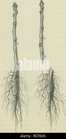 . Die Veredelungen und ihre Anwendung für die verschiedenen Bäume und Sträucher: theoretische und pratische Belehrungen über das Ablaktieren, Pfropfen und OKULIEREN, u.s.w., sowie über die Anzucht und Veremhrung der holzigen, im Freien aushaltenden Gewächse, mit einem Anhang, Winke zur rationellen Obstkultur, einem Verzeichnis der für die verschiedenen Baumformen geeignetsten Obstsorten und 1963 nach Monaten geordneten Führer für den Gärtner, Baumzüchter und Liebhaber. Pfropfung; Beschneidung; Obst - Kultur. 168 Spaltpfropfungen in Endknospen, Zweige und Aeste etc. Wurzelhals abgeschnitten (b. Abb. 106 Stockfoto