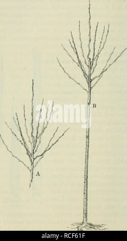 . Die Veredelungen und ihre Anwendung für die verschiedenen Bäume und Sträucher: theoretische und pratische Belehrungen über das Ablaktieren, Pfropfen und OKULIEREN, u.s.w., sowie über die Anzucht und Veremhrung der holzigen, im Freien aushaltenden Gewächse, mit einem Anhang, Winke zur rationellen Obstkultur, einem Verzeichnis der für die verschiedenen Baumformen geeignetsten Obstsorten und 1963 nach Monaten geordneten Führer für den Gärtner, Baumzüchter und Liebhaber. Pfropfung; Beschneidung; Obst - Kultur. 124 Das KOPULIEREN. Schnittflächen so ineinander, dass Sterben entstandene Keil Spitze des Edelre Stockfoto