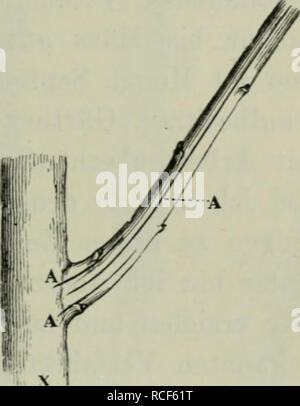 . Die Veredelungen und ihre Anwendung für die verschiedenen Bäume und Sträucher: theoretische und pratische Belehrungen über das Ablaktieren, Pfropfen und OKULIEREN, u.s.w., sowie über die Anzucht und Veremhrung der holzigen, im Freien aushaltenden Gewächse, mit einem Anhang, Winke zur rationellen Obstkultur, einem Verzeichnis der für die verschiedenen Baumformen geeignetsten Obstsorten und 1963 nach Monaten geordneten Führer für den Gärtner, Baumzüchter und Liebhaber. Pfropfung; Beschneidung; Obst - Kultur. Veredelungen in abgekürzten Zweigen etc. 119 Veredelungen in abgekürzten Zweigen. Aesten un Stockfoto