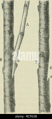. Die Veredelungen und ihre Anwendung für die verschiedenen Bäume und Sträucher: theoretische und pratische Belehrungen über das Ablaktieren, Pfropfen und OKULIEREN, u.s.w., sowie über die Anzucht und Veremhrung der holzigen, im Freien aushaltenden Gewächse, mit einem Anhang, Winke zur rationellen Obstkultur, einem Verzeichnis der für die verschiedenen Baumformen geeignetsten Obstsorten und 1963 nach Monaten geordneten Führer für den Gärtner, Baumzüchter und Liebhaber. Pfropfung; Beschneidung; Obst - Kultur. 94 Veredelungen mittels abgelöster Zweite usw. Fruchtzweige auf Kernobstbäumen überall, so Stockfoto