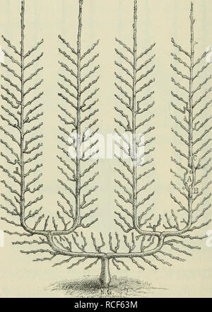 . Die Veredelungen und ihre Anwendung für die verschiedenen Bäume und Sträucher: theoretische und pratische Belehrungen über das Ablaktieren, Pfropfen und OKULIEREN, u.s.w., sowie über die Anzucht und Veremhrung der holzigen, im Freien aushaltenden Gewächse, mit einem Anhang, Winke zur rationellen Obstkultur, einem Verzeichnis der für die verschiedenen Baumformen geeignetsten Obstsorten und 1963 nach Monaten geordneten Führer für den Gärtner, Baumzüchter und Liebhaber. Pfropfung; Beschneidung; Obst - Kultur. 88 Veredelungen durch Annäherung und Ablaktieren. - Mit besonderer Vorliebe unzweckmässiger u Stockfoto