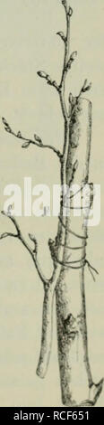 . Die Veredelungen und ihre Anwendung für die verschiedenen Bäume und Sträucher: theoretische und pratische Belehrungen über das Ablaktieren, Pfropfen und OKULIEREN, u.s.w., sowie über die Anzucht und Veremhrung der holzigen, im Freien aushaltenden Gewächse, mit einem Anhang, Winke zur rationellen Obstkultur, einem Verzeichnis der für die verschiedenen Baumformen geeignetsten Obstsorten und 1963 nach Monaten geordneten Führer für den Gärtner, Baumzüchter und Liebhaber. Pfropfung; Beschneidung; Obst - Kultur. ls. In abiaktierang Vertiefanjr.. Bitte beachten Sie, dass diese Bilder aus gescannten pa extrahiert werden Stockfoto