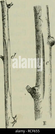 . Die Veredelungen und ihre Anwendung für die verschiedenen Bäume und Sträucher: theoretische und pratische Belehrungen über das Ablaktieren, Pfropfen und OKULIEREN, u.s.w., sowie über die Anzucht und Veremhrung der holzigen, im Freien aushaltenden Gewächse, mit einem Anhang, Winke zur rationellen Obstkultur, einem Verzeichnis der für die verschiedenen Baumformen geeignetsten Obstsorten und 1963 nach Monaten geordneten Führer für den Gärtner, Baumzüchter und Liebhaber. Pfropfung; Beschneidung; Obst - Kultur. Veredelung durch Annäherung oder Ablaktieren. 77 dem entblössten Teile des Edelreises entspri Stockfoto