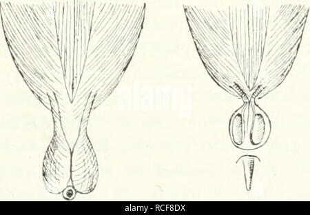 . Säugetiere sterben. Einführung in die Anatomie und Systematik der fossilen recenten und Mammalia. Anatomie, Vergleichende; Säugetiere; Säugetiere, Fossil. . Bitte beachten Sie, dass diese Bilder sind von der gescannten Seite Bilder, die digital für die Lesbarkeit verbessert haben mögen - Färbung und Aussehen dieser Abbildungen können nicht perfekt dem Original ähneln. extrahiert. Weber, Max Wilhelm Carl, 1852-1937. Jena G. Fischer Stockfoto