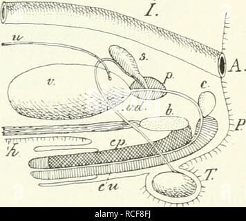 . Säugetiere sterben. Einführung in die Anatomie und Systematik der fossilen recenten und Mammalia. Anatomie, Vergleichende; Säugetiere; Säugetiere, Fossil. M.. Bitte beachten Sie, dass diese Bilder sind von der gescannten Seite Bilder, die digital für die Lesbarkeit verbessert haben mögen - Färbung und Aussehen dieser Abbildungen können nicht perfekt dem Original ähneln. extrahiert. Weber, Max Wilhelm Carl, 1852-1937. Jena G. Fischer Stockfoto