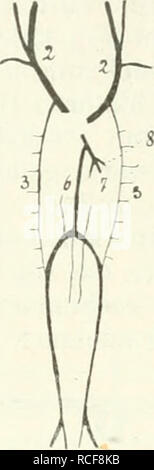 . Säugetiere sterben. Einführung in die Anatomie und Systematik der fossilen recenten und Mammalia. Anatomie, Vergleichende; Säugetiere; Säugetiere, Fossil. . Bitte beachten Sie, dass diese Bilder sind von der gescannten Seite Bilder, die digital für die Lesbarkeit verbessert haben mögen - Färbung und Aussehen dieser Abbildungen können nicht perfekt dem Original ähneln. extrahiert. Weber, Max Wilhelm Carl, 1852-1937. Jena G. Fischer Stockfoto