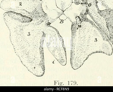 . Säugetiere sterben. Einführung in die Anatomie und Systematik der fossilen recenten und Mammalia. Anatomie, Vergleichende; Säugetiere; Säugetiere, Fossil. . Bitte beachten Sie, dass diese Bilder sind von der gescannten Seite Bilder, die digital für die Lesbarkeit verbessert haben mögen - Färbung und Aussehen dieser Abbildungen können nicht perfekt dem Original ähneln. extrahiert. Weber, Max Wilhelm Carl, 1852-1937. Jena G. Fischer Stockfoto