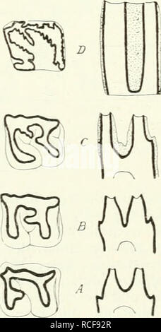 . Säugetiere sterben. Einführung in die Anatomie und Systematik der fossilen recenten und Mammalia. Anatomie, Vergleichende; Säugetiere; Säugetiere, Fossil. . Bitte beachten Sie, dass diese Bilder sind von der gescannten Seite Bilder, die digital für die Lesbarkeit verbessert haben mögen - Färbung und Aussehen dieser Abbildungen können nicht perfekt dem Original ähneln. extrahiert. Weber, Max Wilhelm Carl, 1852-1937. Jena G. Fischer Stockfoto