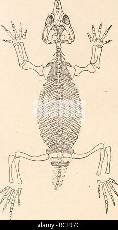 . Die stÃ¤mme der Wirbeltiere. Evolution; Paläontologie; Wirbeltiere. 448 sterben StÃ¤mme der Wirbeltiere. Rhynchosaurus. England.1 (Abb. 348.) Stenometopon. (Abb. 349.). Obere Trias von Grinsill bei Shrewsbury, Mittlere Trias von Elgin in Schottland. 2 Howesia. Die Trias von SÃ¼dafrika.3 F. Sauranodontidae. Nur eine einzige, die Steife aberrante und einseitig spe- zialisierte Gattung reprÃ¤sen-tiert diesen Seitenzweig der Rhynchocephalen, der sich in Ã¤hnlicher Weise wie sterben Rhynchosauriden entwickelt hat. Kiefer und Pala-tina Sindh gÃ¤nzlich zahnlos gewerden, Schnabelartig ge-krÃ¼mmt und besitzen Sterben s Stockfoto