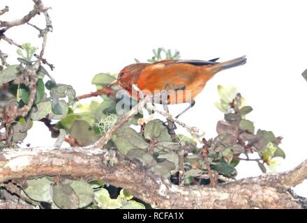 Akepa (8-30-2017) Hakalau Forest National Wildlife Refuge, Hawaii Co, Hawaii-01 imm Männlich (37144678475). Stockfoto