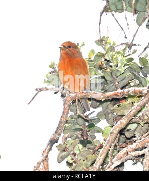 Akepa (8-30-2017) Hakalau Forest National Wildlife Refuge, Hawaii Co, Hawaii-02 imm Männlich (37144680165). Stockfoto