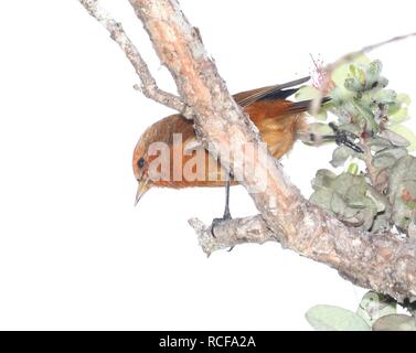 Akepa (8-30-2017) Hakalau Forest National Wildlife Refuge, Hawaii Co, Hawaii-06 imm Männlich (37144682725). Stockfoto