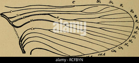 . Die Elemente von Insekt Anatomie: eine Gliederung für den Einsatz von Schülern und Studenten in der entomologischen Labors. Insekten; Entomologie. 96 Dass diese trachese zeigen eine auffallende Ähnlichkeiten in ihren Ursprung und die Art der Verzweigung in die Larven und Puppen der generalisierten Mitglieder der meisten Bestellungen von Insekten. Wir haben daher zu präsentieren ein hypothetischer Art, von denen wir glauben, dass sie etwa stellt dar, was war die Anordnung der Tracheae in der Nymphe des Primitiven geflügelte Insekten (Abb. 5), und, wie der Flügel - Venen der Erwachsenen über die Tracheae des Flügels von der Nymphe entwickelt werden, Stockfoto