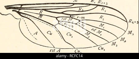 . Die Elemente von Insekt Anatomie; eine Gliederung für den Einsatz von Schülern und Studenten in den entomologischen Labors. 87 Wenn die Primitiver oder generalisierte Mitglieder der verschiedenen Aufträge werden miteinander verglichen. In den meisten der Bestellungen von Insekten, die grössere Anzahl der Arten sind so modifiziert oder spezialisierten hinsichtlich der Struktur ihrer Flügel, dass es zunächst die primitive Art zu verfolgen, ist schwierig. Hinweis - Der Student sollte eine klare Vorstellung von der Bedeutung der Begriffe allgemeine und spezialisierte, die jetzt viel in der Biologie verwendet werden. Generalisierte weist auf einen primitiven Zustand, eine nearnes Stockfoto
