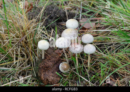 Protostropharia semiglobata, bekannt als der Mist, den roundhead halfglobe Pilz, oder der hemisphärischen stropharia Stockfoto