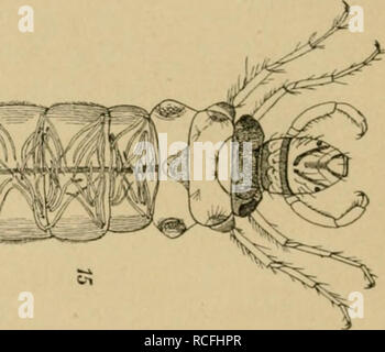 . Die Tier- und Pflanzenwelt des Süsswassers : Einführung in das Studium derselben. Süßwasser-Biologie. ! Z! 3. Bitte beachten Sie, dass diese Bilder sind von der gescannten Seite Bilder, die digital für die Lesbarkeit verbessert haben mögen - Färbung und Aussehen dieser Abbildungen können nicht perfekt dem Original ähneln. extrahiert. Zacharias, Otto, 1846-1916. Leipzig: J.J.Weber Stockfoto