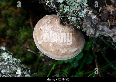 Fomitopsis Piptoporus betulinus betulina, zuvor, bekannt als der Birch polypore, birke Halter oder Rasiermesser Strop Stockfoto