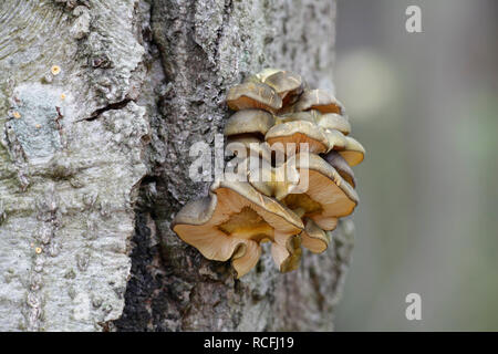 Spät Auster, Panellus serotinus, eine wilde essbare Pilze aus Finnland Stockfoto