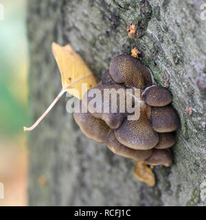 Spät Auster, Panellus serotinus, eine wilde essbare Pilze aus Finnland Stockfoto