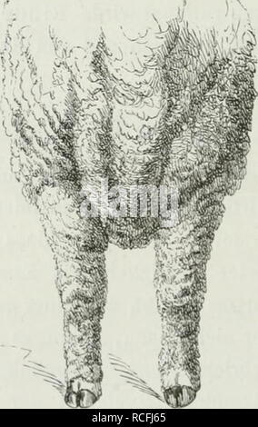 . Thierzucht sterben. Haustieren; Nutztiere; Nutztiere.des Pferdes. Tiefe, die breite Brust Abb. 74. des Rindes..des Schafes. entwickelt sein und, Imi zur llerstclhmg der früher erwähnten normalen thierischen Grundgcstalt (S. 199) beizutragen, von liasis bis zum Größeren. Bitte beachten Sie, dass diese Bilder sind von der gescannten Seite Bilder, die digital für die Lesbarkeit verbessert haben mögen - Färbung und Aussehen dieser Abbildungen können nicht perfekt dem Original ähneln. extrahiert. Settegast, H. Breslau: Korn Stockfoto