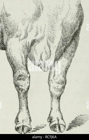 . Thierzucht sterben. Haustieren; Nutztiere; Nutztiere. Abb. 73..des Pferdes. Tiefe, die breite Brust Abb. 74. des Rindes. Bitte beachten Sie, dass diese Bilder sind von der gescannten Seite Bilder, die digital für die Lesbarkeit verbessert haben mögen - Färbung und Aussehen dieser Abbildungen können nicht perfekt dem Original ähneln. extrahiert. Settegast, H. Breslau: Korn Stockfoto