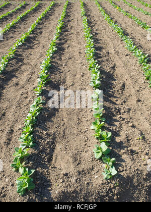 Junge Pflanzen in Zeilen in einer organischen Bebautes Feld. simbol der kommende Frühling Stockfoto