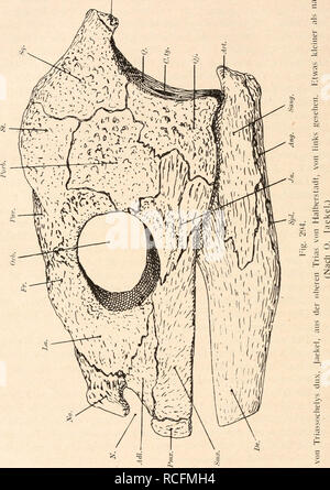 . Die Stämme der Wirbeltiere. Evolution; Paläontologie; Wirbeltiere. 378 Die Stämme der Wirbeltiere. c. Bitte beachten Sie, dass diese Bilder sind von der gescannten Seite Bilder, die digital für die Lesbarkeit verbessert haben mögen - Färbung und Aussehen dieser Abbildungen können nicht perfekt dem Original ähneln. extrahiert. Othenio Abel, 1875-1946. Berlin W. De Gruyter Stockfoto