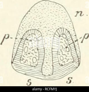 . Säugetiere sterben. Einführung in die Anatomie und Systematik der fossilen recenten und Mammalia. Anatomie, Vergleichende; Säugetiere; Säugetiere, Fossil. N ganz einzig dastehender Nagel. Solche l) esondere Nagelformen erwidint der systematische Teil. - Embryonale kommt die Entwickelung der Nagel-Platte unter einem weichen Gewebe zu stände, dem Eponychium, das in das zukünftige Sohlenhorn sich fortsetzt und Dorsalen bis zum Nagelwall reicht, bei der Geburt oder bereits vorher aber schwindet. Gegenüber den Unguiculata. sterben planti-oder digitigrad Sindh, stehen dieüngulata: ausgezeichnet durch dorso-ventrale ab Stockfoto