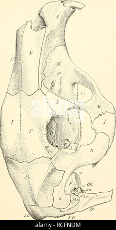 . Säugetiere sterben. Einführung in die Anatomie und Systematik der fossilen recenten und Mammalia. Anatomie, Vergleichende; Säugetiere. 2. Schädel. 45. Ta 58. lacerum Posterius;/^" Forameii maonnm; fo; fs Forameii ovale Foramen sphenoideum; fsm Foraraen Stylo-mastoideum;/Interinaxillare; Y; Z Jiigale Lacrvmale; M Supra-maxillare; J/Mastoideum; ein "Nasale; O Orbitosphenoid; OÖ Ohröffnung; op Foramen opticum; P; p Petrosum Foranien palatinum; PI-Palatinum, Pr-Parietale; Ps Praesphe - NOID; Pt lateralis Processus mastoideus; pm;/ö Processus orbitalis; pp Processus par-Occipitalis; s Squamosum; SO Stockfoto