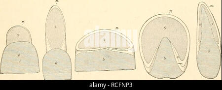 . Säugetiere sterben. Einführung in die Anatomie und Systematik der fossilen recenten und Mammalia. Anatomie, Vergleichende; Säugetiere. N ganz einzig dastehender Xagel. Solche besondere Nagelformen ermähnt der systematische Teil. - Embryonale kommt die Entwickelung der Nagel-Platte unter einem weichen Gewebe zu stände, dem Eponychium. Das in das zukünftige Sohlenhorn sich fortsetzt und Dorsalen. l) zum ist Nagelwall reicht, bei der Geburt oder bereits vorher aber schwindet. (Iegenüber den Unguiculata, sterben oder planti digitigrad Sindh, stehen dieUngulata: ausgezeichnet durch dorso-ventrale abgetlachte Nagelph Stockfoto