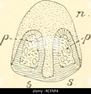 . Säugetiere sterben. Einführung in die Anatomie und Systematik der fossilen recenten und Mammalia. Anatomie, Vergleichende; Säugetiere. N ganz einzig dastehender Xagel. Solche besondere Nagelformen ermähnt der systematische Teil. - Embryonale kommt die Entwickelung der Nagel-Platte unter einem weichen Gewebe zu stände, dem Eponychium. Das in das zukünftige Sohlenhorn sich fortsetzt und Dorsalen. l) zum ist Nagelwall reicht, bei der Geburt oder bereits vorher aber schwindet. (Iegenüber den Unguiculata, sterben oder planti digitigrad Sindh, stehen dieUngulata: ausgezeichnet durch dorso-ventrale abgetlachte Nagelph Stockfoto